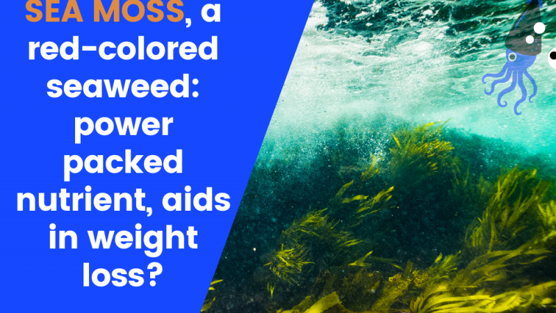 SEA MOSS for weight loss